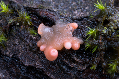 Ditangium cerasi