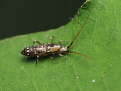 Pogonognathellus elongatus