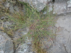Lepidium africanum