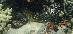 Aplodactylus lophodon