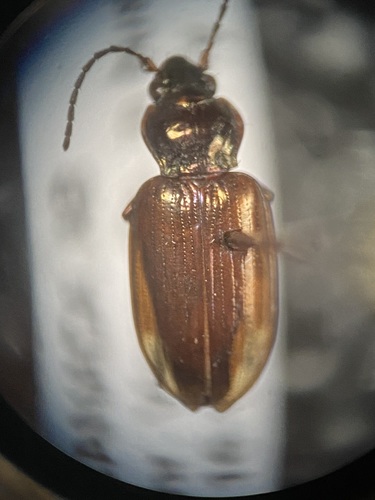Bembidion sordidum