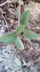 Ficus menabeensis