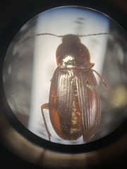 Calathus ingratus