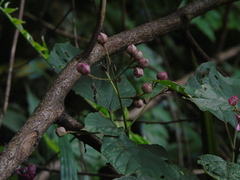 Clerodendrum villosum