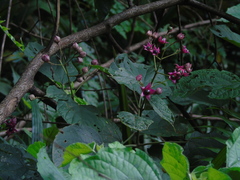 Clerodendrum villosum