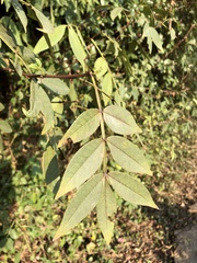 Zanthoxylum simulans