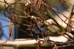 Junco hyemalis
