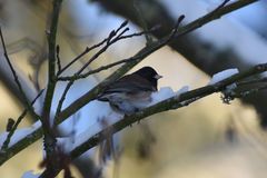 Junco hyemalis