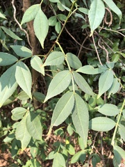 Zanthoxylum simulans