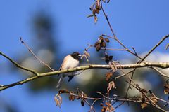 Junco hyemalis
