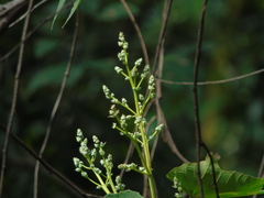 Macaranga triloba