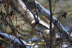 Junco hyemalis