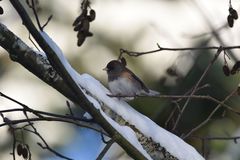 Junco hyemalis