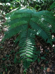 Gymnosphaera podophylla