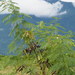 Leucaena leucocephala - Photo Δεν διατηρούνται δικαιώματα, uploaded by 葉子
