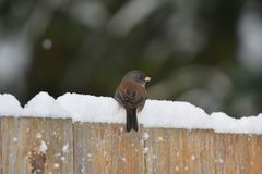 Junco hyemalis