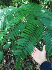Gymnosphaera podophylla