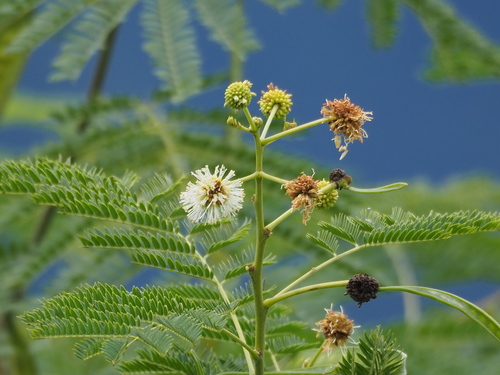 Leucaena leucocephala