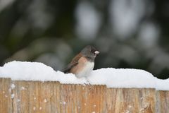 Junco hyemalis