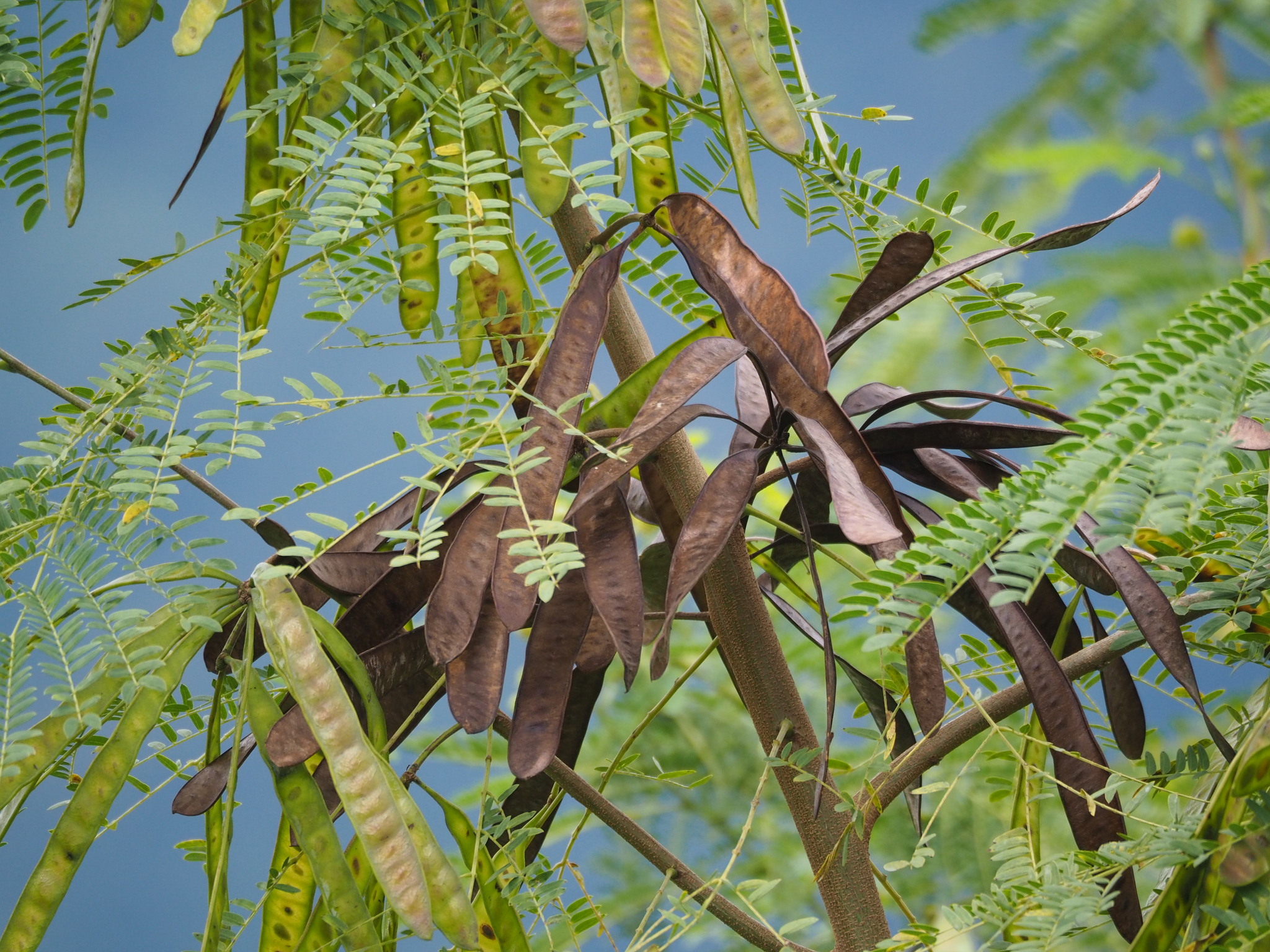 Leucaena leucocephala