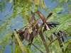 White Leadtree - Photo no rights reserved, uploaded by 葉子