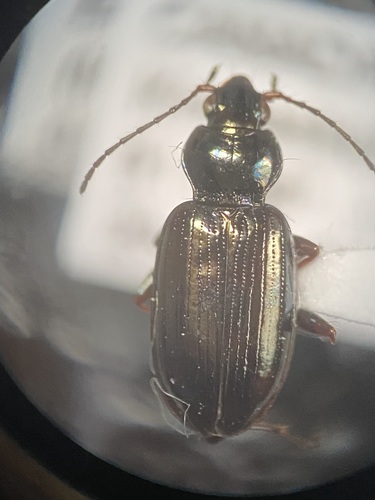 Two-spotted Riverbank Ground Beetle