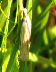 Crambus laqueatellus