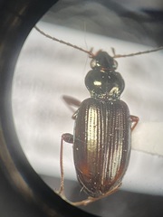 Bembidion bimaculatum