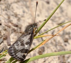 Synemon parthenoides