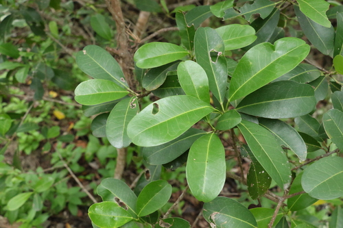 Image of Acronychia imperforata by (c) Greg Tasney, some rights reserved (CC BY-SA)