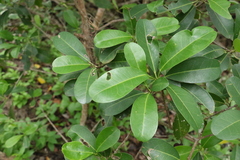 Acronychia imperforata