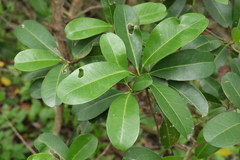 Acronychia imperforata