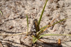 Synemon parthenoides