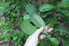 Acronychia imperforata