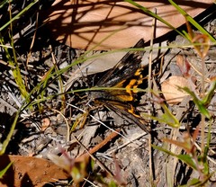 Synemon parthenoides