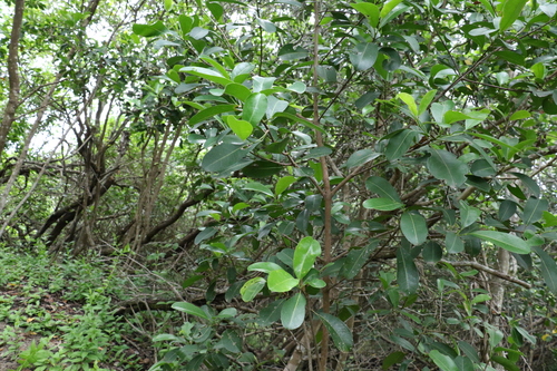 Image of Acronychia imperforata by (c) Greg Tasney, some rights reserved (CC BY-SA)