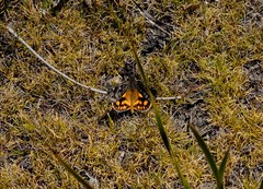 Synemon parthenoides
