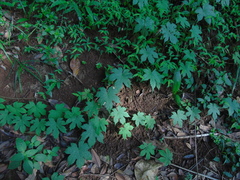 Camonea vitifolia
