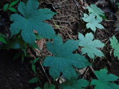 Camonea vitifolia