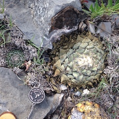 Ariocarpus retusus retusus