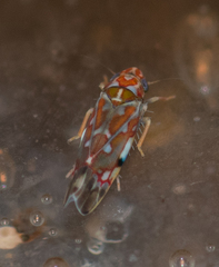 Erythroneura rubra