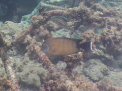 Acanthurus tristis