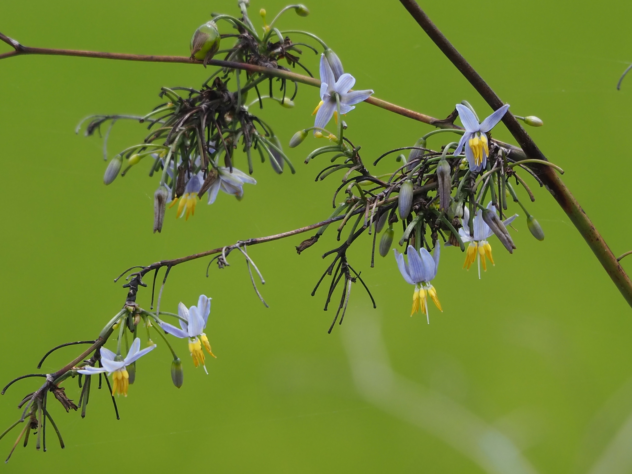 Dianella ensifolia