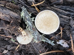 Clitocybe californiensis