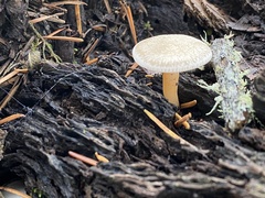 Clitocybe californiensis