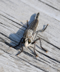 Proctacanthus occidentalis