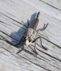 Proctacanthus occidentalis