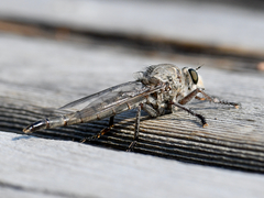 Proctacanthus occidentalis