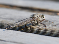Proctacanthus occidentalis