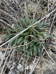 Marshallia caespitosa